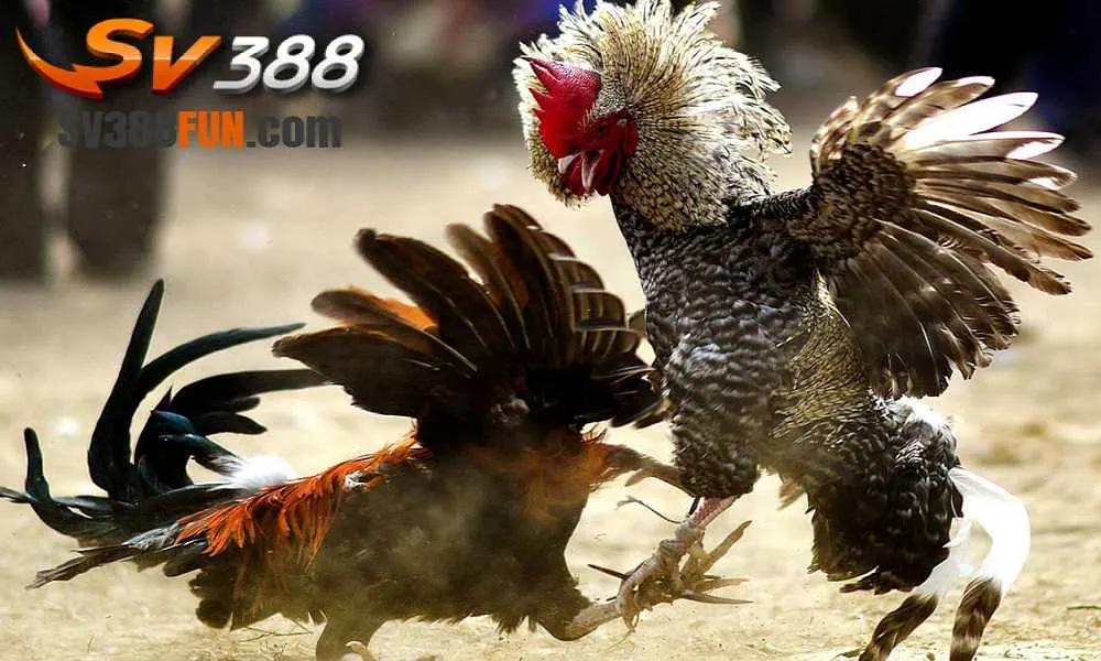 Đối chiếu thông tin thay vì suy đoán - Xs88